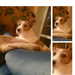 Собачка