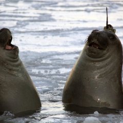 Тюлени смеются