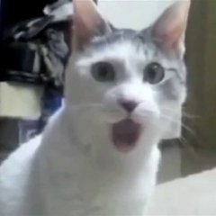 Удивленный кот