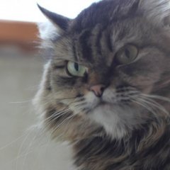 В случае пожара горите кот
