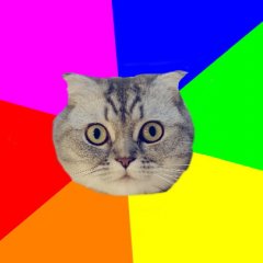 Вислоухий кот
