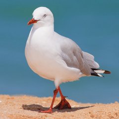 Ыы