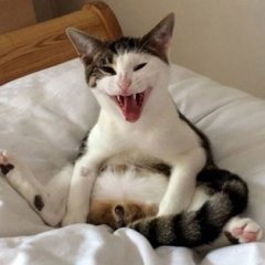 Злой кот