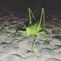 Багамолыч