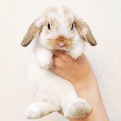 Бедный кролик