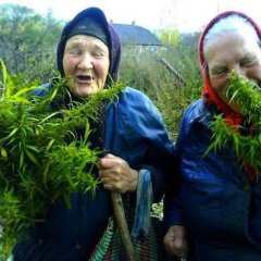 Бошки