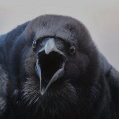 Crow