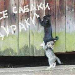 Фсе сабаки дураки
