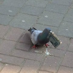 Голуб