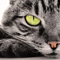 Хитрожопие вырываеться