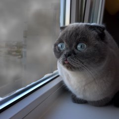 Киевский смог