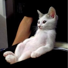 Кореша