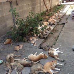 Кошки отдыхают