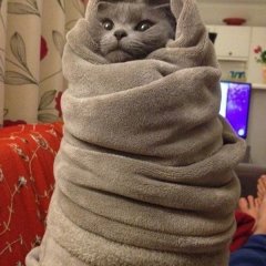 Кот в одеяле