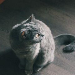 Кот