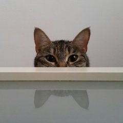 Кот