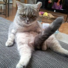 Кот