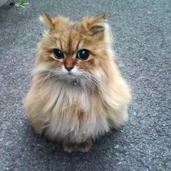 Кот