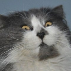Кот