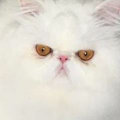 Кот
