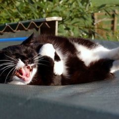 Кот