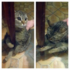Кот