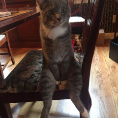 Kote