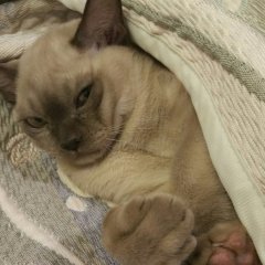 Котэ