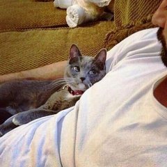 Котейко
