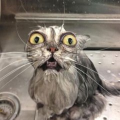 Котик охуеватель
