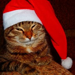 Котик тигр