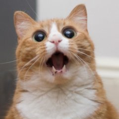 Котик