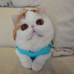 Котик