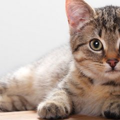 Котика