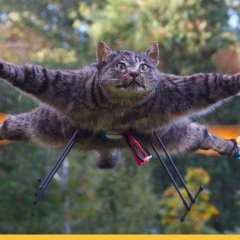 Котокоптер