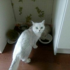 Котя не знает кто ты