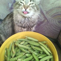 Pea cat