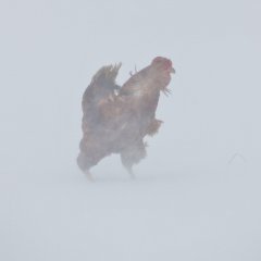 Петух в снегах