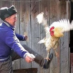 Петух