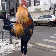 Петух