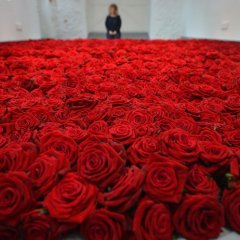 Розыы