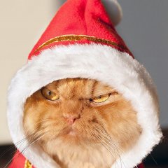 Санта кот