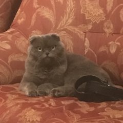 Серьезный кот