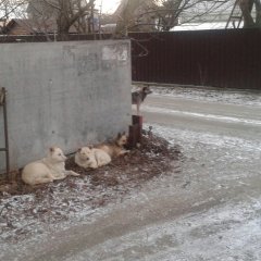 Собачки