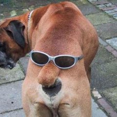 Собака