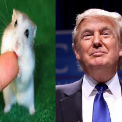 Тонька и Трамп
