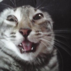 Tosya