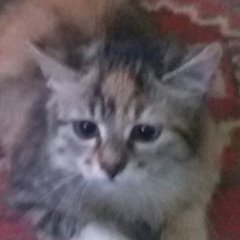 Упью Шкотина