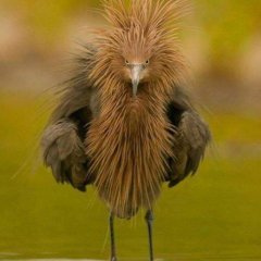 Вапя