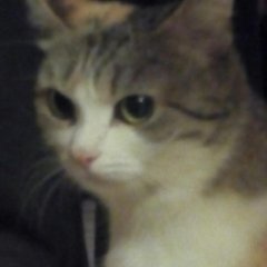 Задумчивый котэ